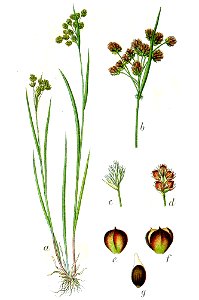 Luzula pallescens Sturm25