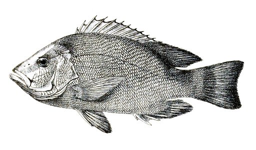 Lutianus erythropterus ad. Ford 10