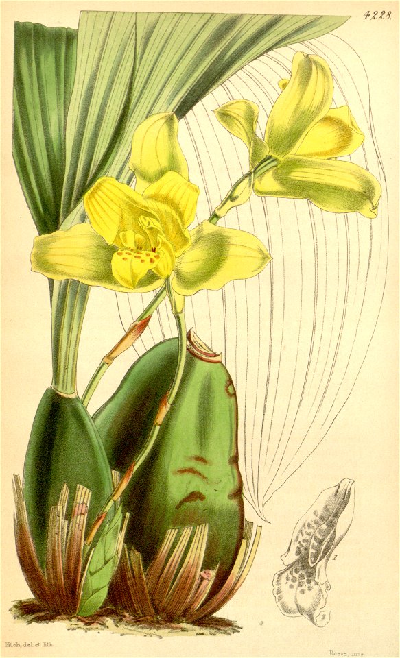 Lycaste macrobulbon (as Maxillaria macrobulbon) - Curtis' 72 (Ser. 3 no. 2) pl. 4228 (1846)