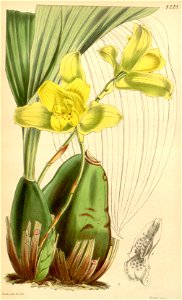 Lycaste macrobulbon (as Maxillaria macrobulbon) - Curtis' 72 (Ser. 3 no. 2) pl. 4228 (1846)