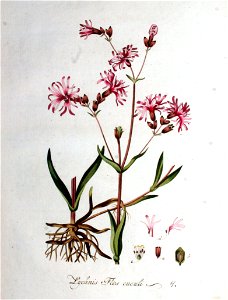 Lychnis flos-cuculi — Flora Batava — Volume v1