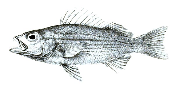 Lutianus lineolatus Ford 11