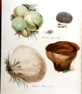 Lycoperdon bovista — Flora Batava — Volume v9