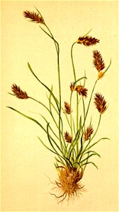 Luzula spicata Atlas Alpenflora