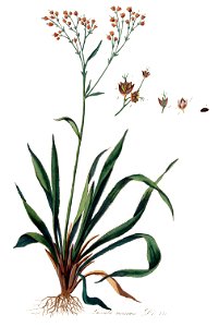 Luzula maxima — Flora Batava — Volume v10