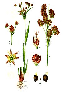 Luzula multiflora Sturm24