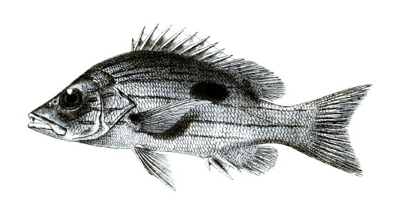 Lutianus quinquelineatus Ford 12