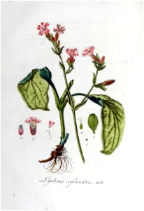 Lychnis sylvestris — Flora Batava — Volume v6