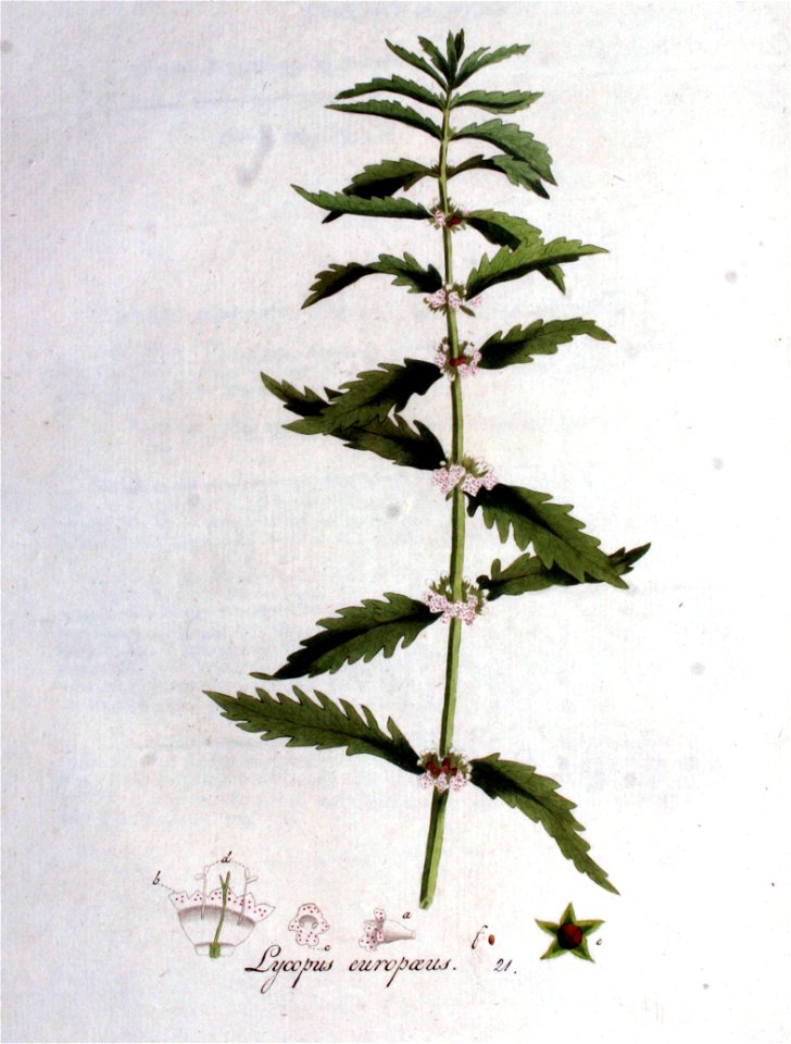 Lycopus europaeus — Flora Batava — Volume v1