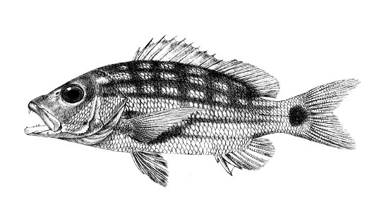 Lutianus decussatus Ford 14