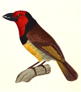 Lybius torquatus 1838