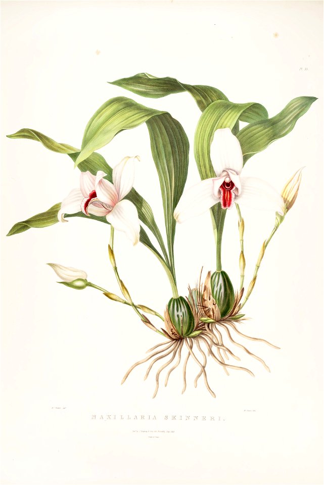 Lycaste skinneri (as Maxillaria skinneri)-Bateman Orch. Mex. Guat. pl. 35 (1842)
