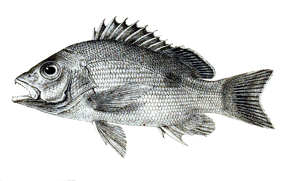 Lutianus marginatus Ford 13