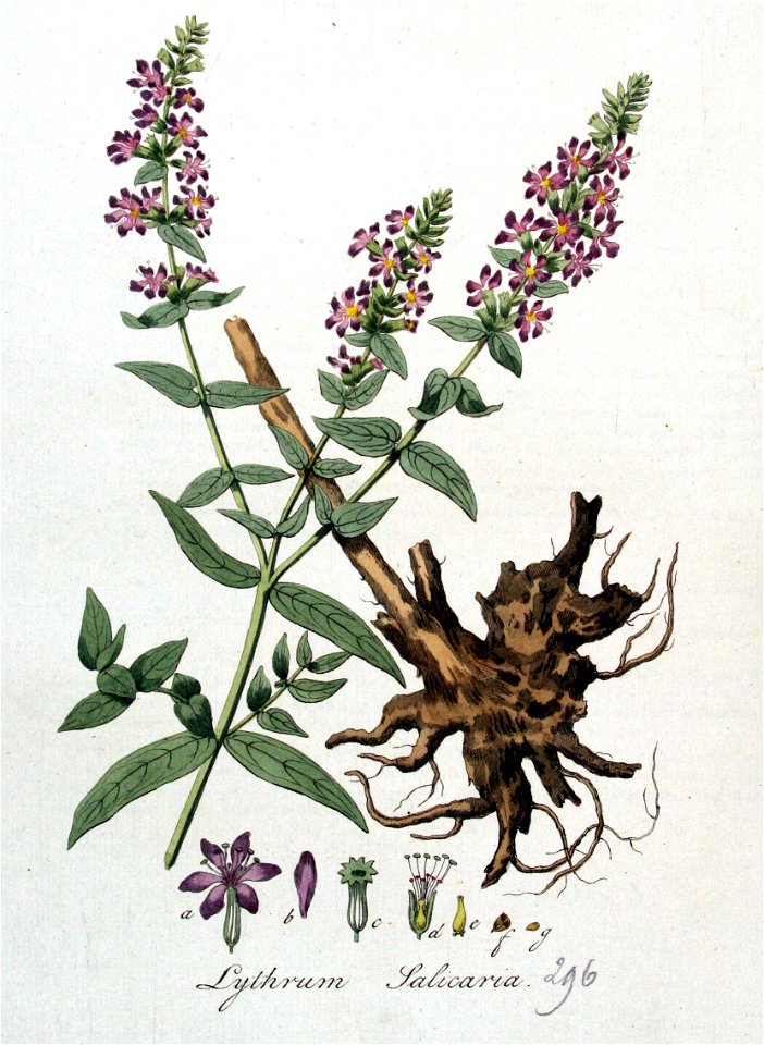 Lythrum salicaria — Flora Batava — Volume v4