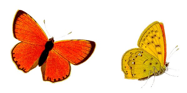 Lycaena virgaureae - Dukatenfalter