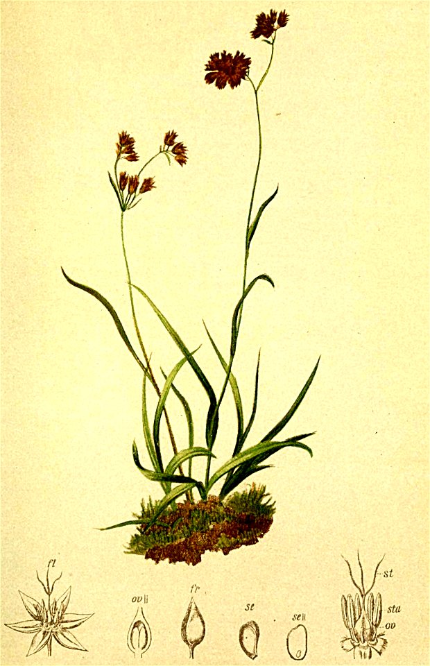 Luzula spadicea Atlas Alpenflora