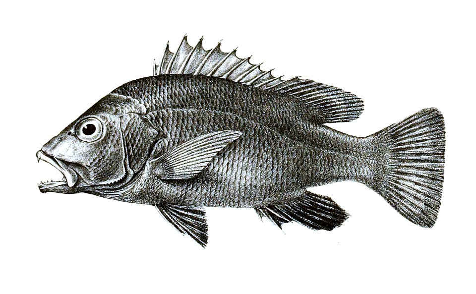 Lutianus roseus Ford 11