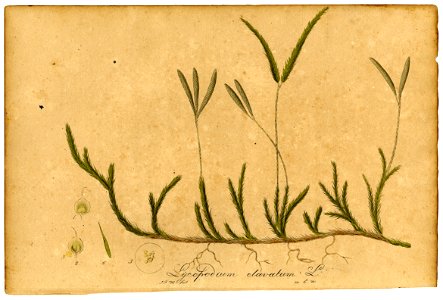 Lycopodium clavatum Mann