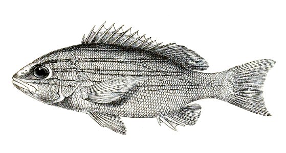 Lutianus bengalensis Ford 10