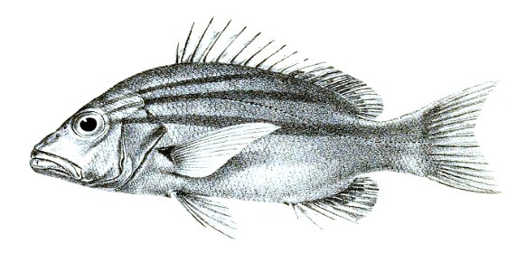 Lutianus chrysotaenia Ford 11