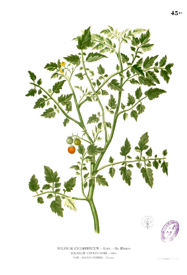 Lycopersicum philippinarum Blanco1.43b