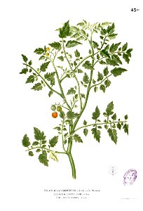 Lycopersicum philippinarum Blanco1.43b