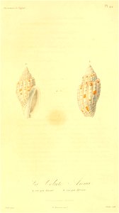 Lyria anna 1831
