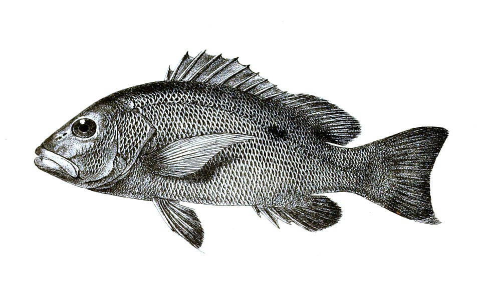 Lutianus lioglossus Ford 12
