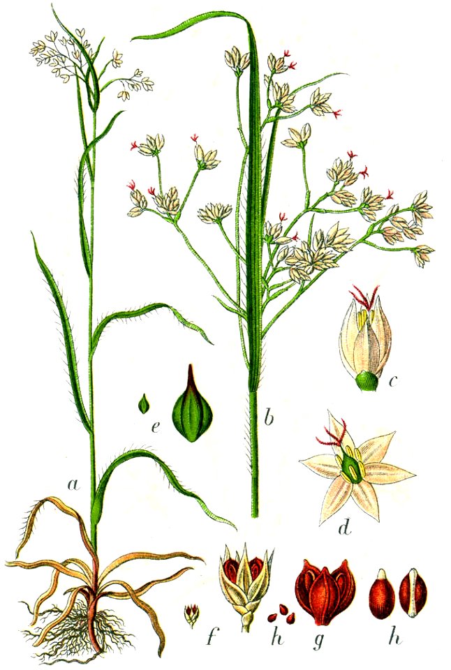 Luzula sp Sturm21