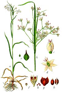Luzula sp Sturm21