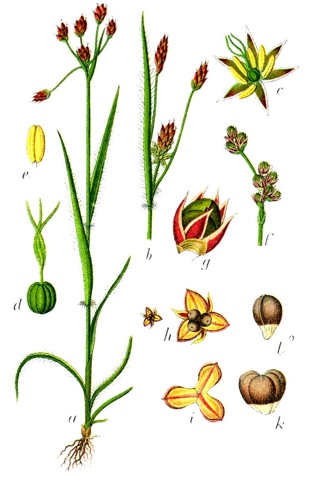 Luzula campestris Sturm23