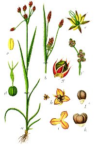 Luzula campestris Sturm23