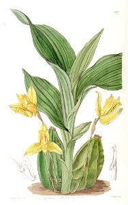 Lycaste aromatica (as Maxillaria aromatica) - Edwards vol 22 pl 1871 (1836). Free illustration for personal and commercial use.