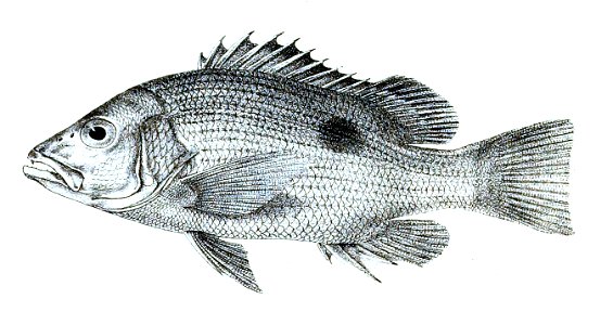 Lutianus johnii Ford 13