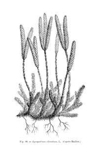 Lycopodium clavatum (dessin)