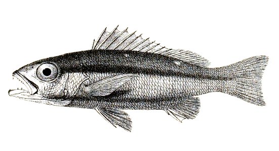 Lutianus biguttatus Ford 10