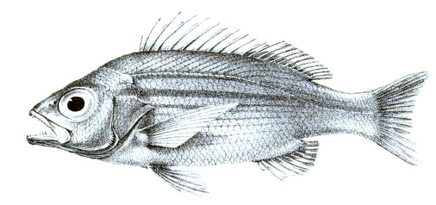 Lutianus lineolatus var Nouleny Ford 11