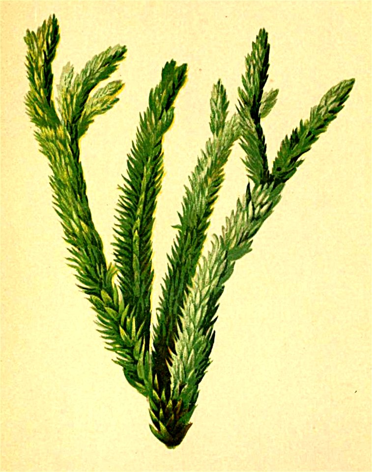 Lycopodium selago Atlas Alpenflora