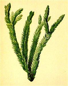 Lycopodium selago Atlas Alpenflora