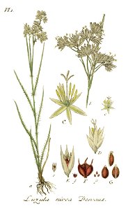 Luzula nivea - Deutschlands Flora in Abbildungen nach der natur - vol. 9 t. 21. Free illustration for personal and commercial use.