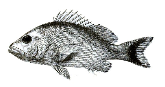 Lutianus lunulatus Ford 12