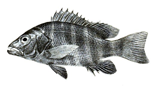 Lutianus argentimaculatus Ford 11