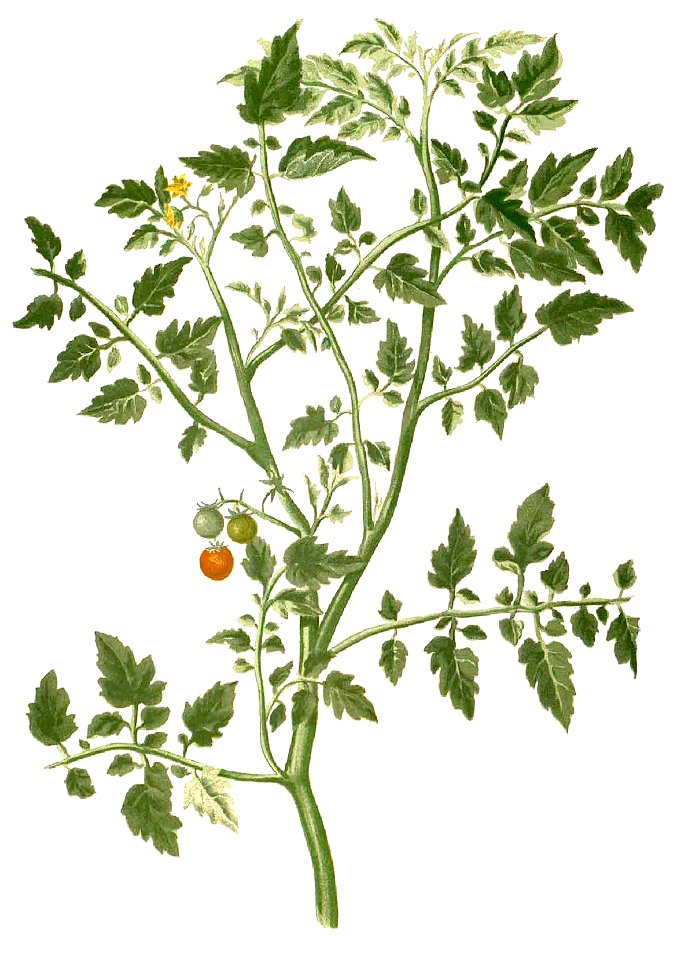Lycopersicum philippinarum Blanco1.43b-cropped
