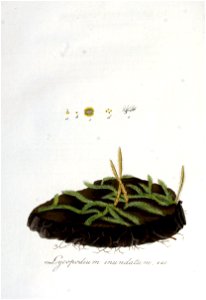 Lycopodium inundatum — Flora Batava — Volume v6