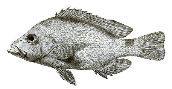 Lutianus malabaricus Ford 9