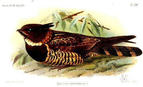 LyncoriusMindanensisKeulemans