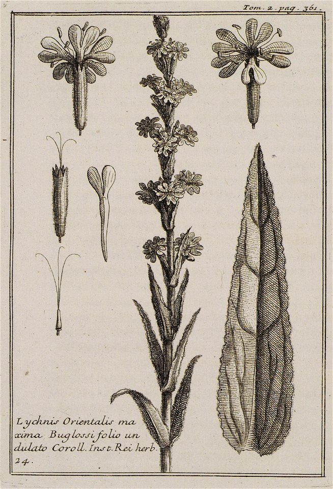 Lychnis Orientalis maxima Buglossi folio undulato Coroll Inst Rei herb 24 - Tournefort Joseph Pitton De - 1717