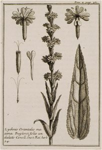 Lychnis Orientalis maxima Buglossi folio undulato Coroll Inst Rei herb 24 - Tournefort Joseph Pitton De - 1717