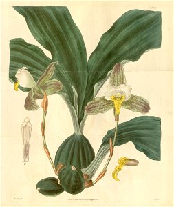 Lycaste deppei (as Maxillaria deppei) - Curtis' 62 (N.S. 9) pl. 3395 (1835). Free illustration for personal and commercial use.