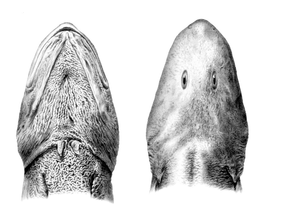 Lycodes reticulatus2